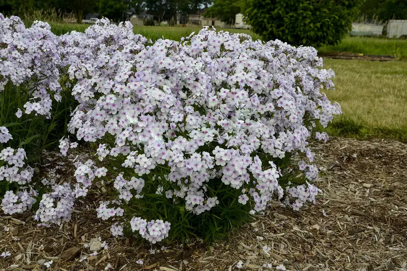 phlox watering pot edge