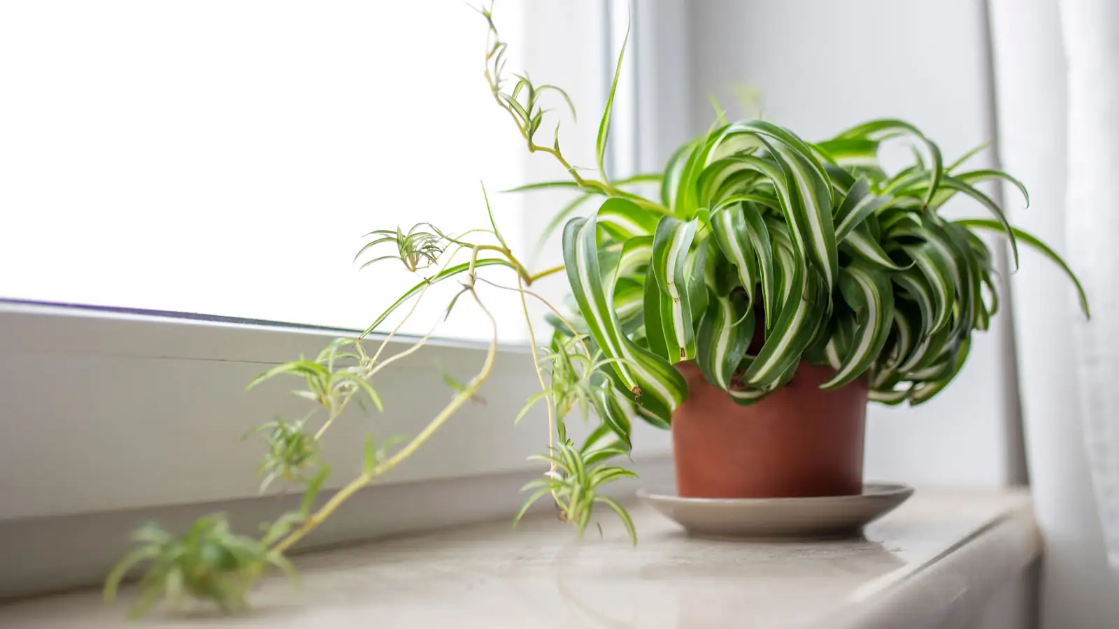 spider plant window sheer curtain