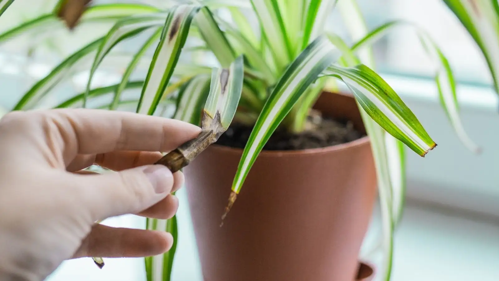 spider plant leaf tip browning