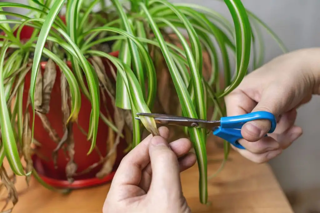 spider plant trimming brown tips