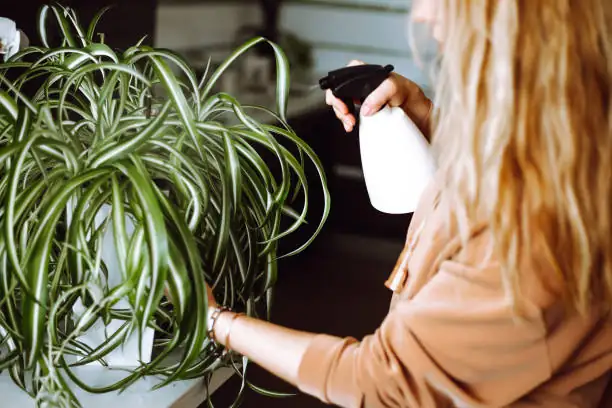 spider plant flushing water sink