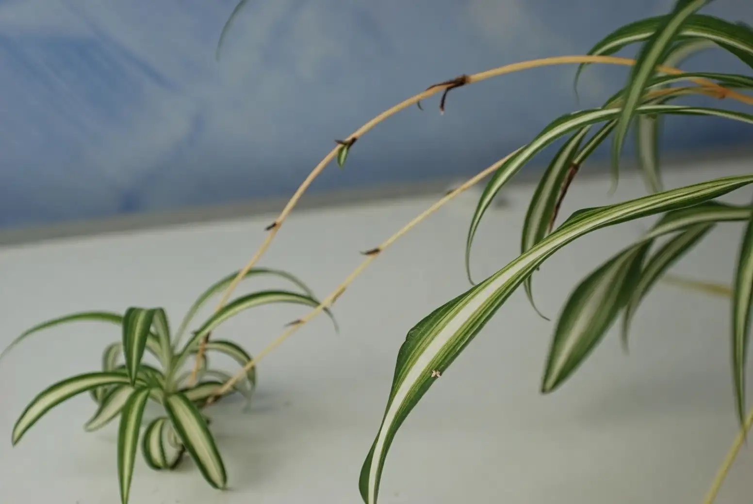 spider plant stolon with plantlets