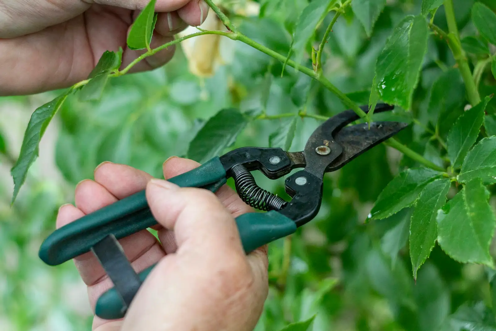 spider plant pruning stolon scissors