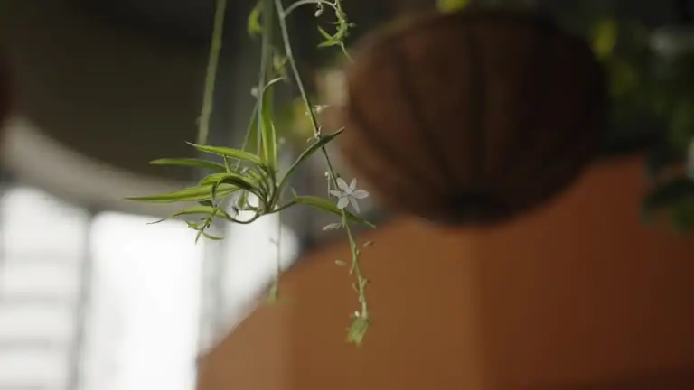 spider plant stolon cutting close-up