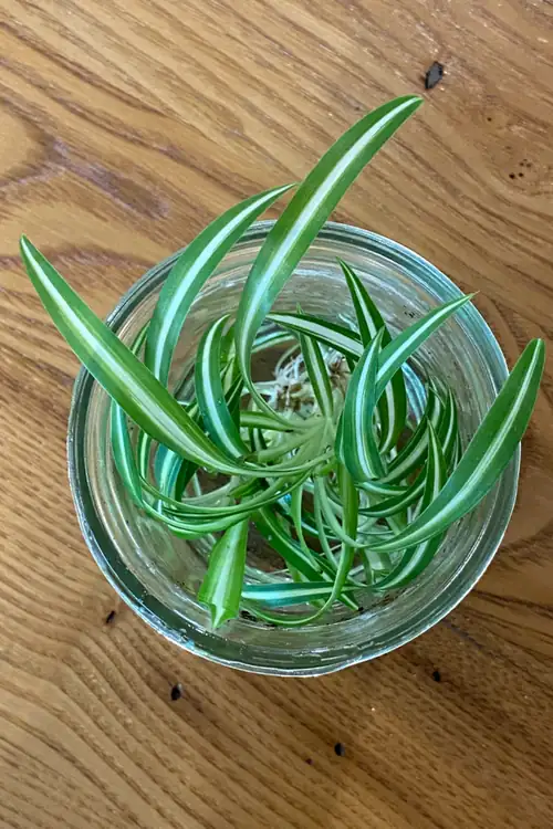 spider plant water propagation roots