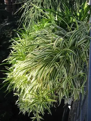 spider plant crown above soil