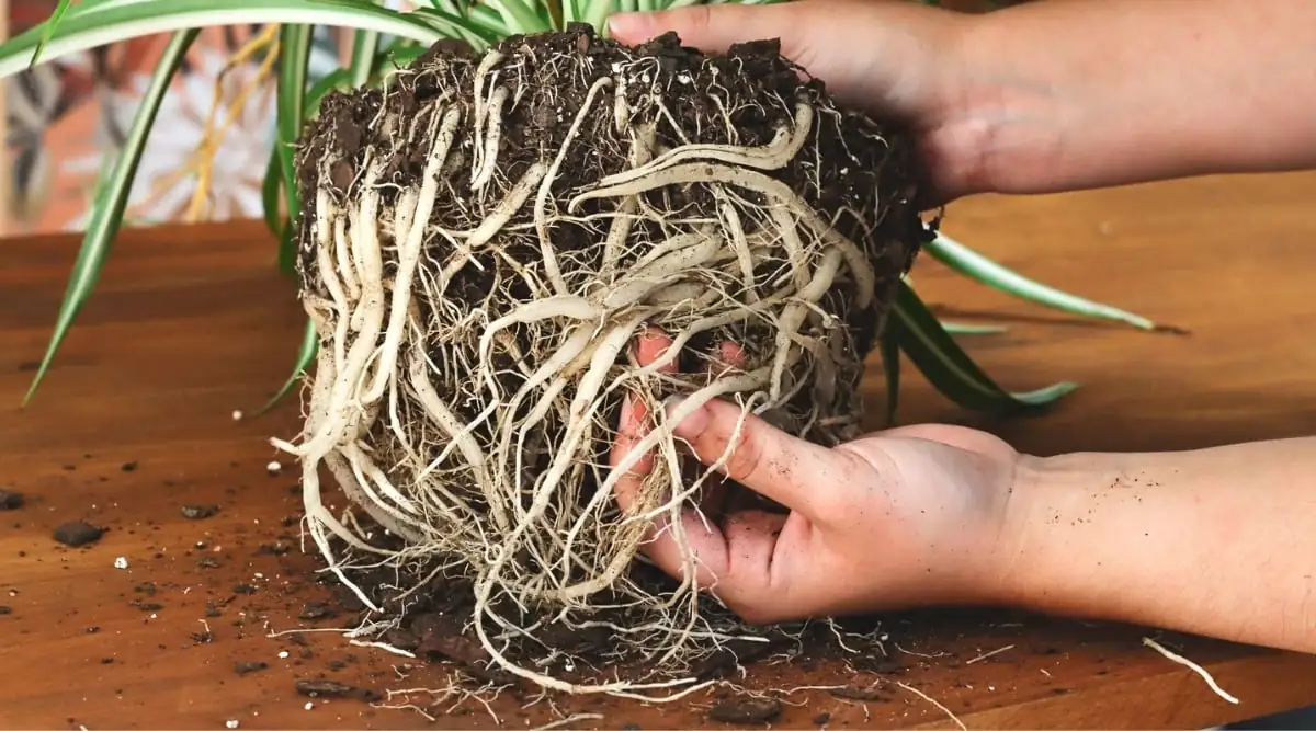 spider plant root division close-up