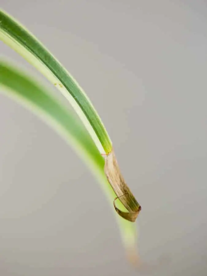 spider plant brown leaf tips close-up