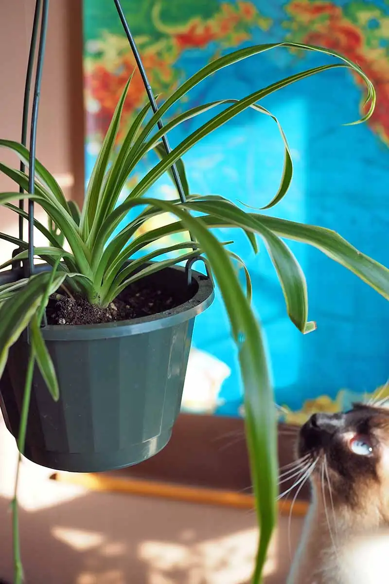 cat sniffing spider plant indoor