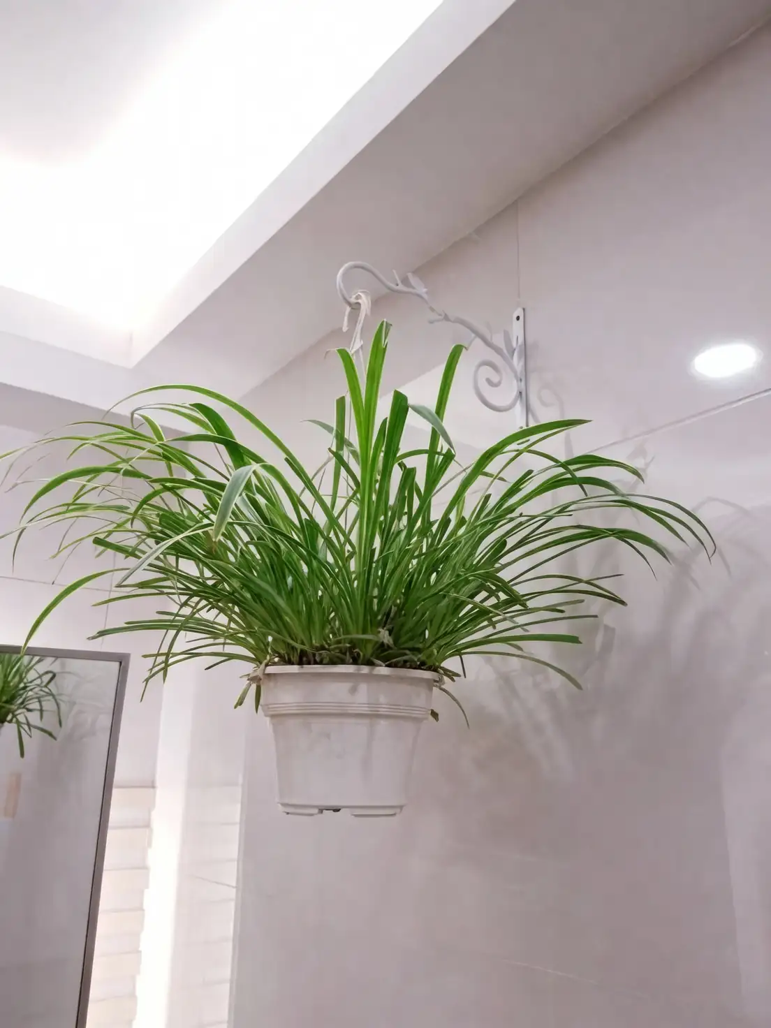 spider plant hanging high shelf cat