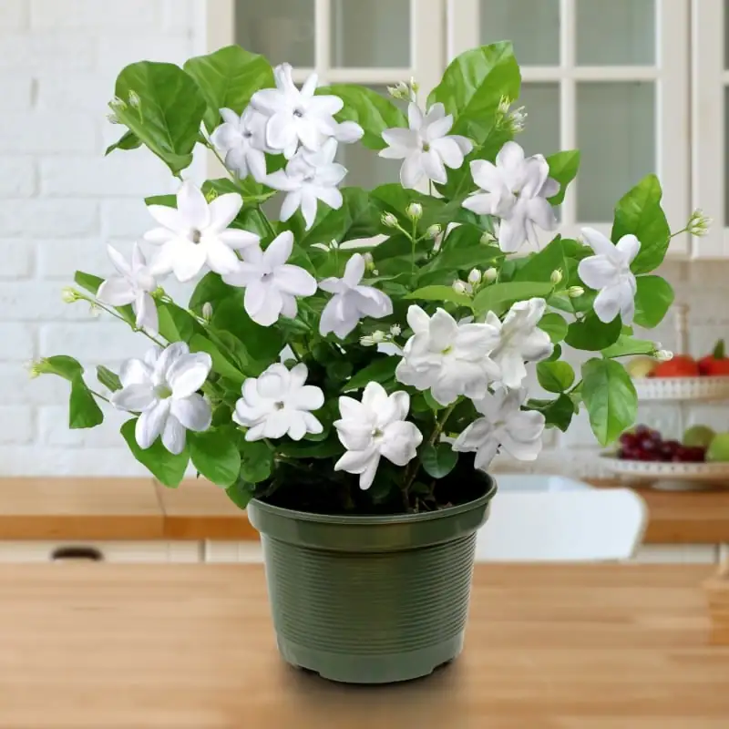 Arabian jasmine indoor south window