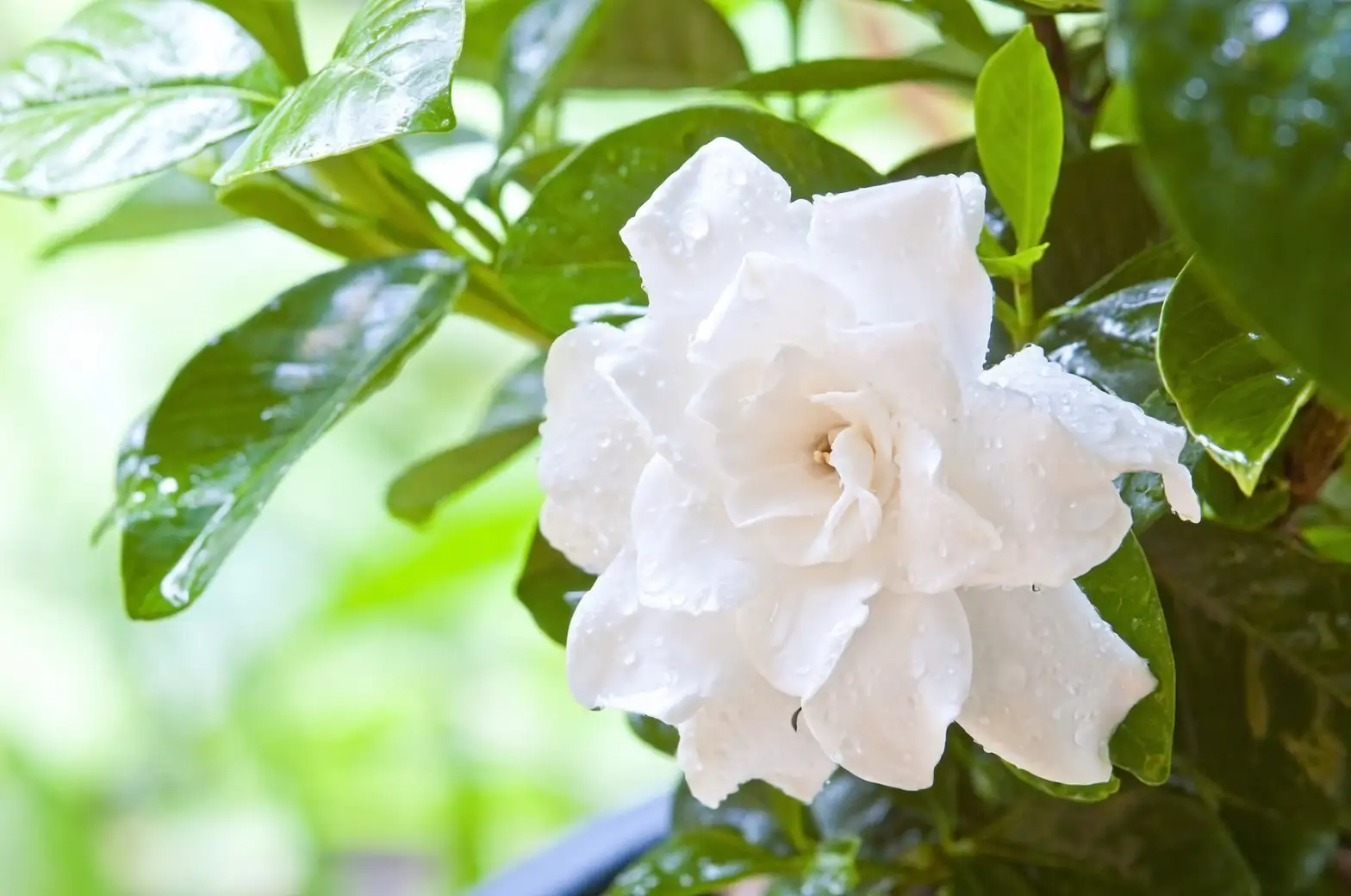 Arabian jasmine watering can pot