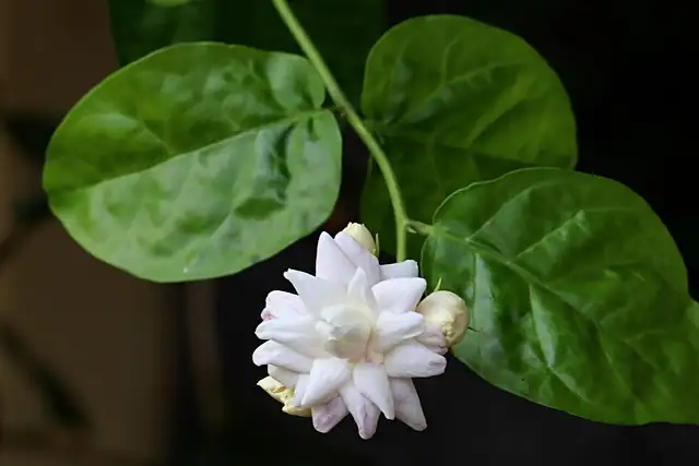 Arabian jasmine repotting roots