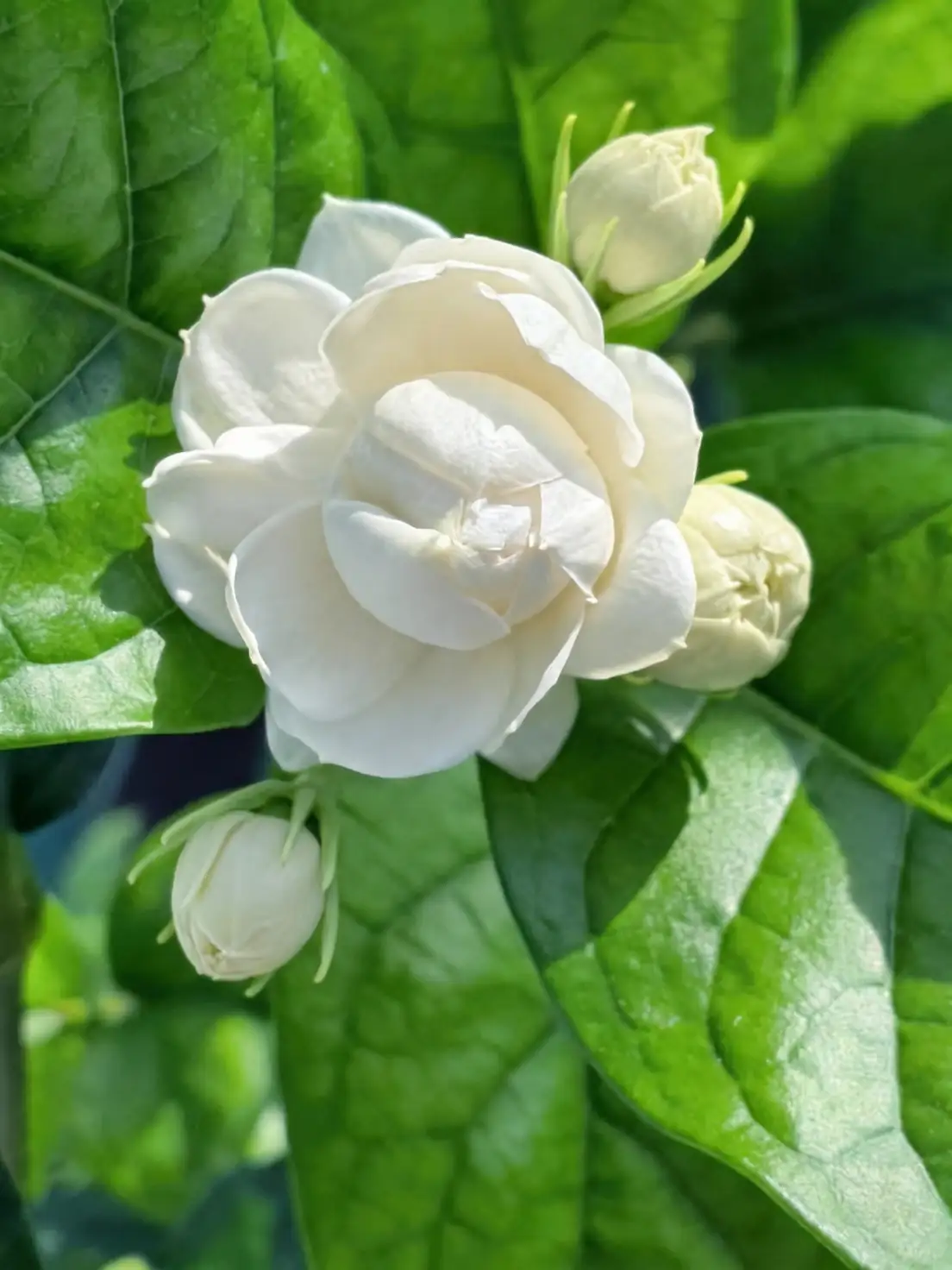 jasmine leaf chlorosis close-up