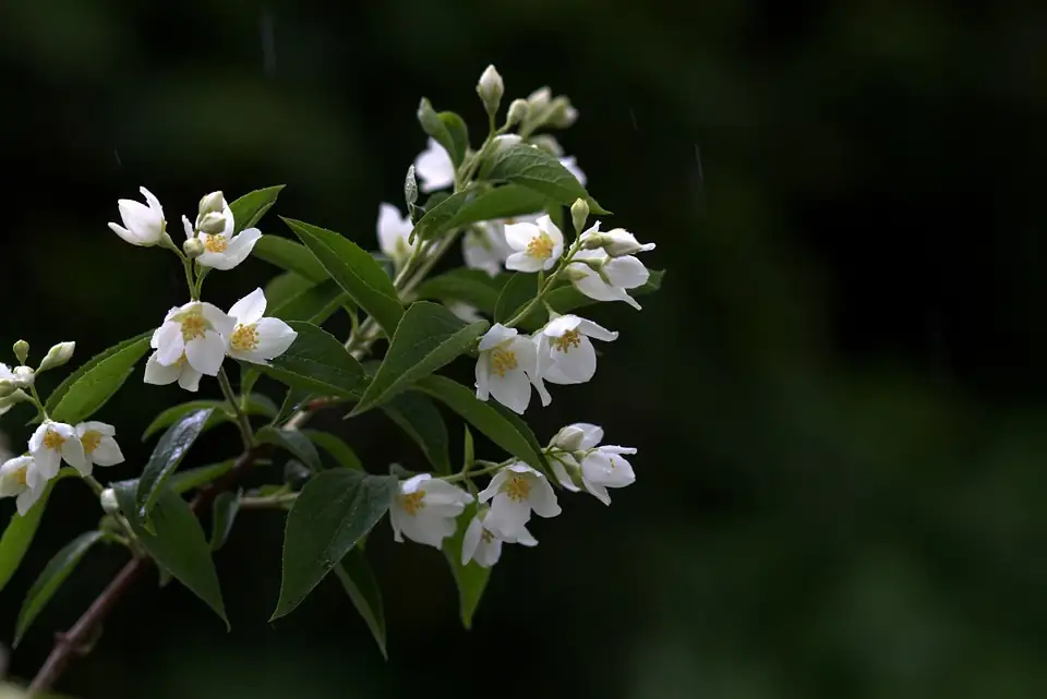 watering jasmine potted plant