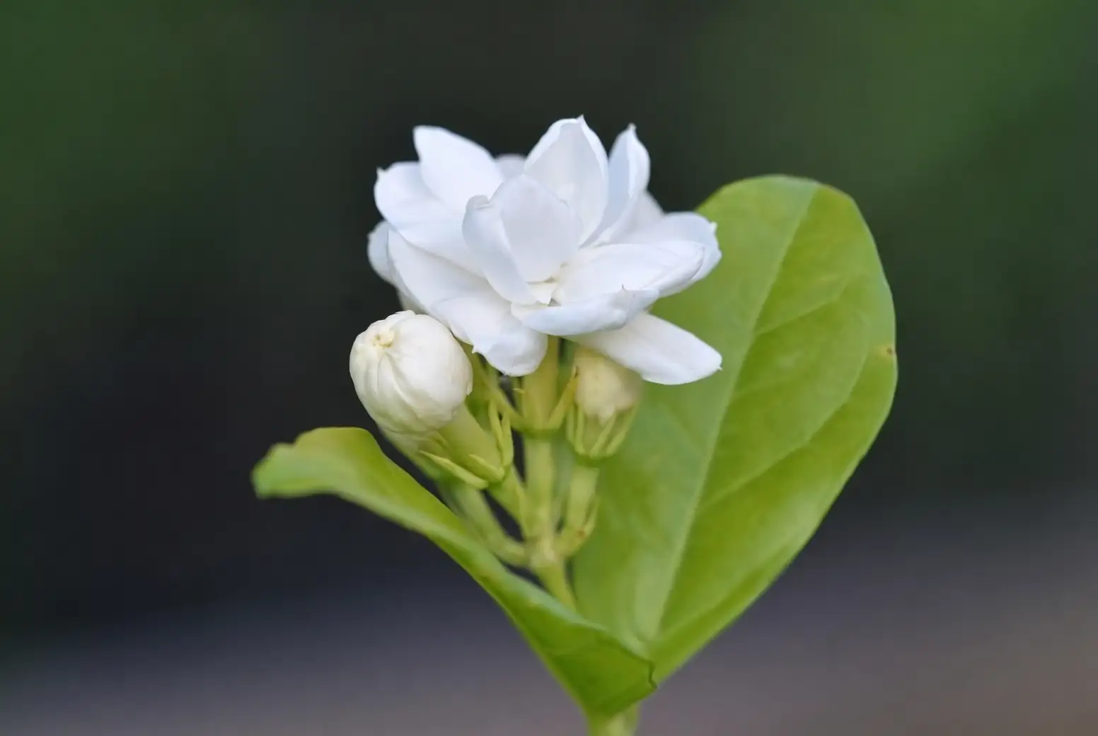 jasmine sambac double flower close-up