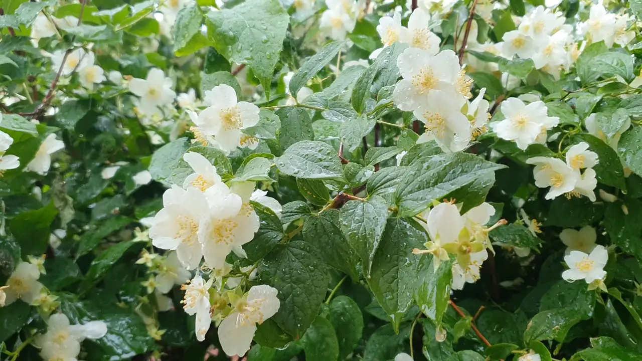 jasmine baskets at coastal port