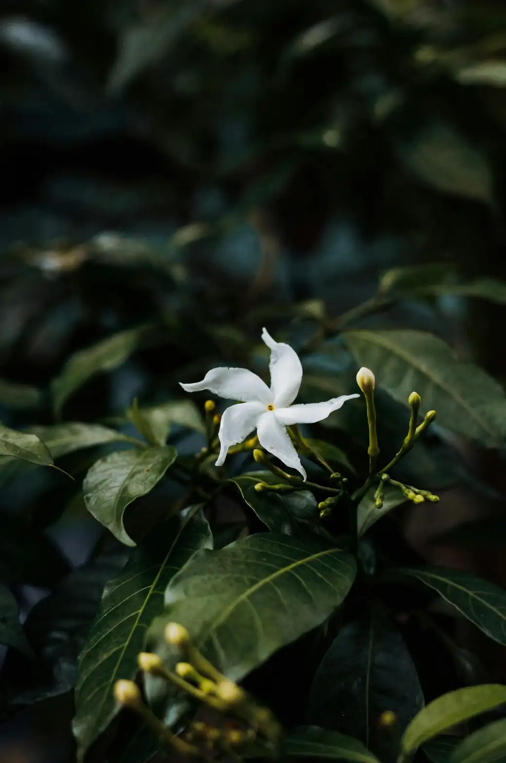 jasmine flowers layered with tea leaves