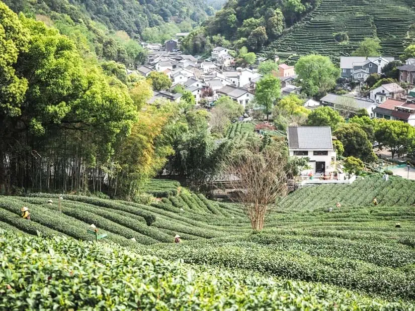 Fuzhou jasmine fields and tea terraces