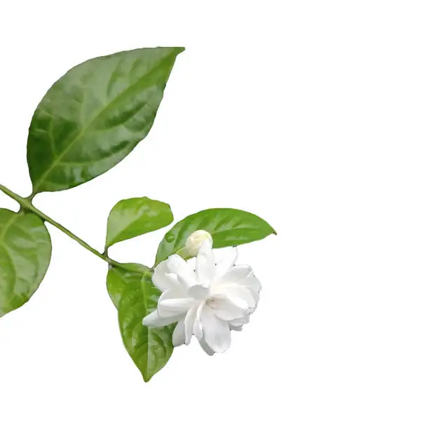 Arabian jasmine thermometer 30C