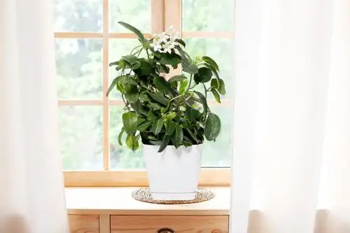 Arabian jasmine open window dusk