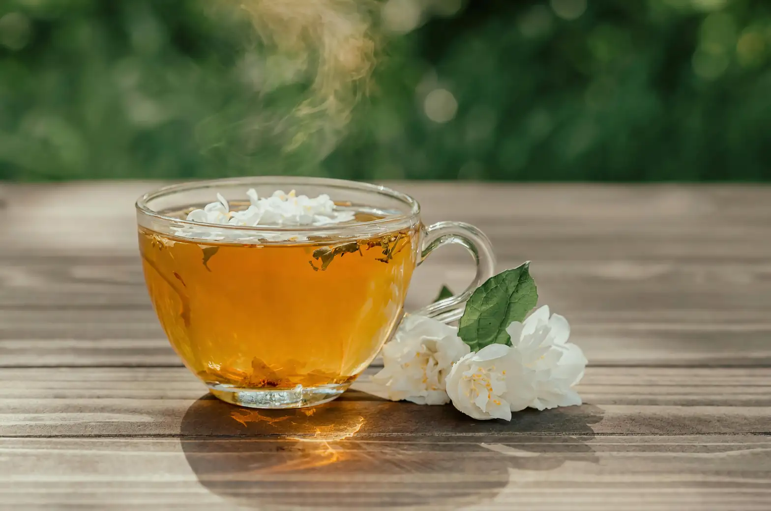 Arabian jasmine sunny window shelf