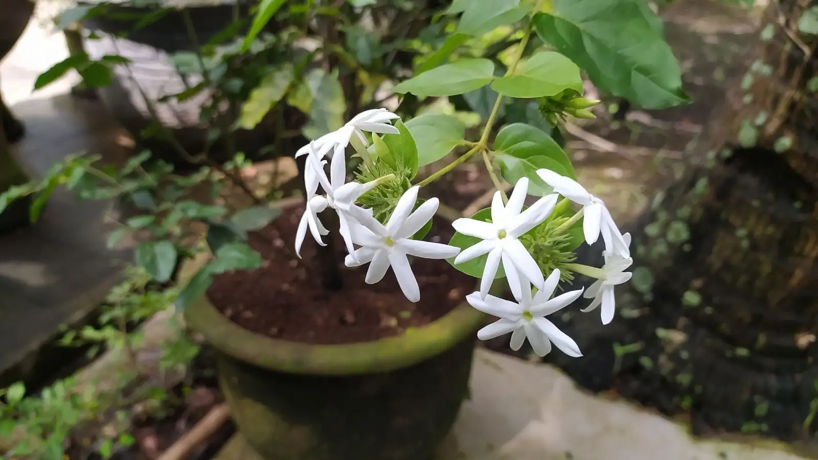 把夏夜装进家：阳台—餐桌—卧室的茉莉香氛动线布置