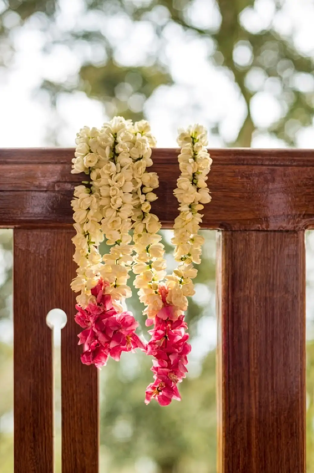 jasmine full sun balcony