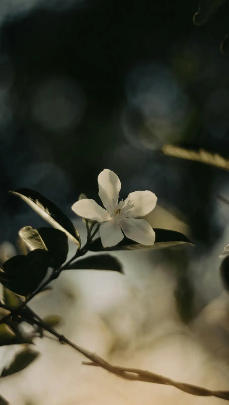 jasmine hard pruning spring