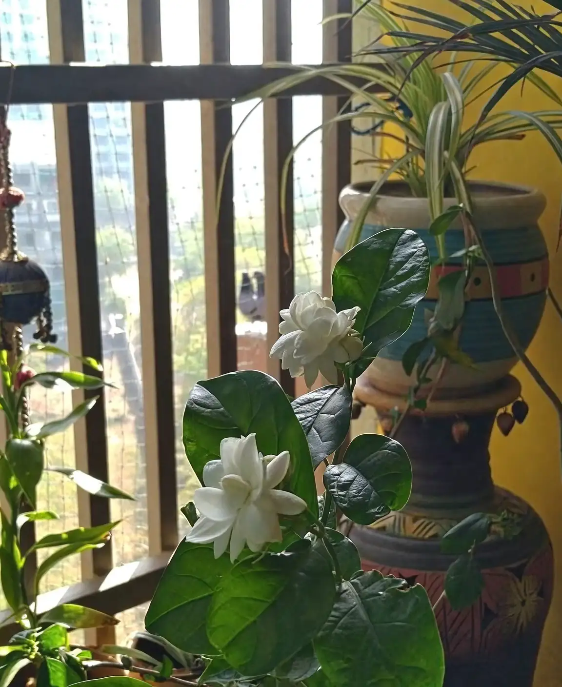 蚜虫、红蜘蛛、煤烟病别再反复：茉莉虫病“三段式”治理方案