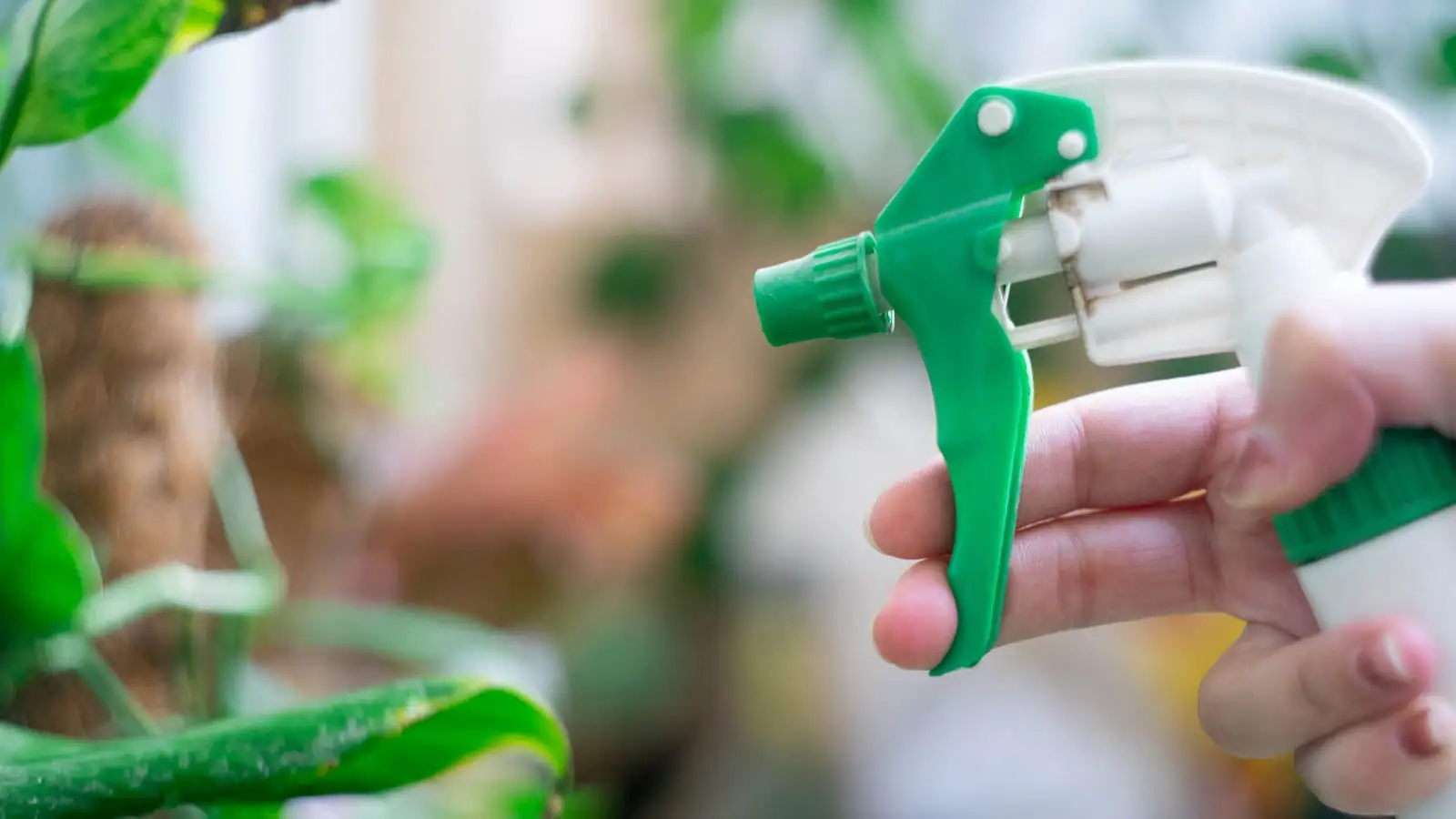 jasmine horticultural oil spraying