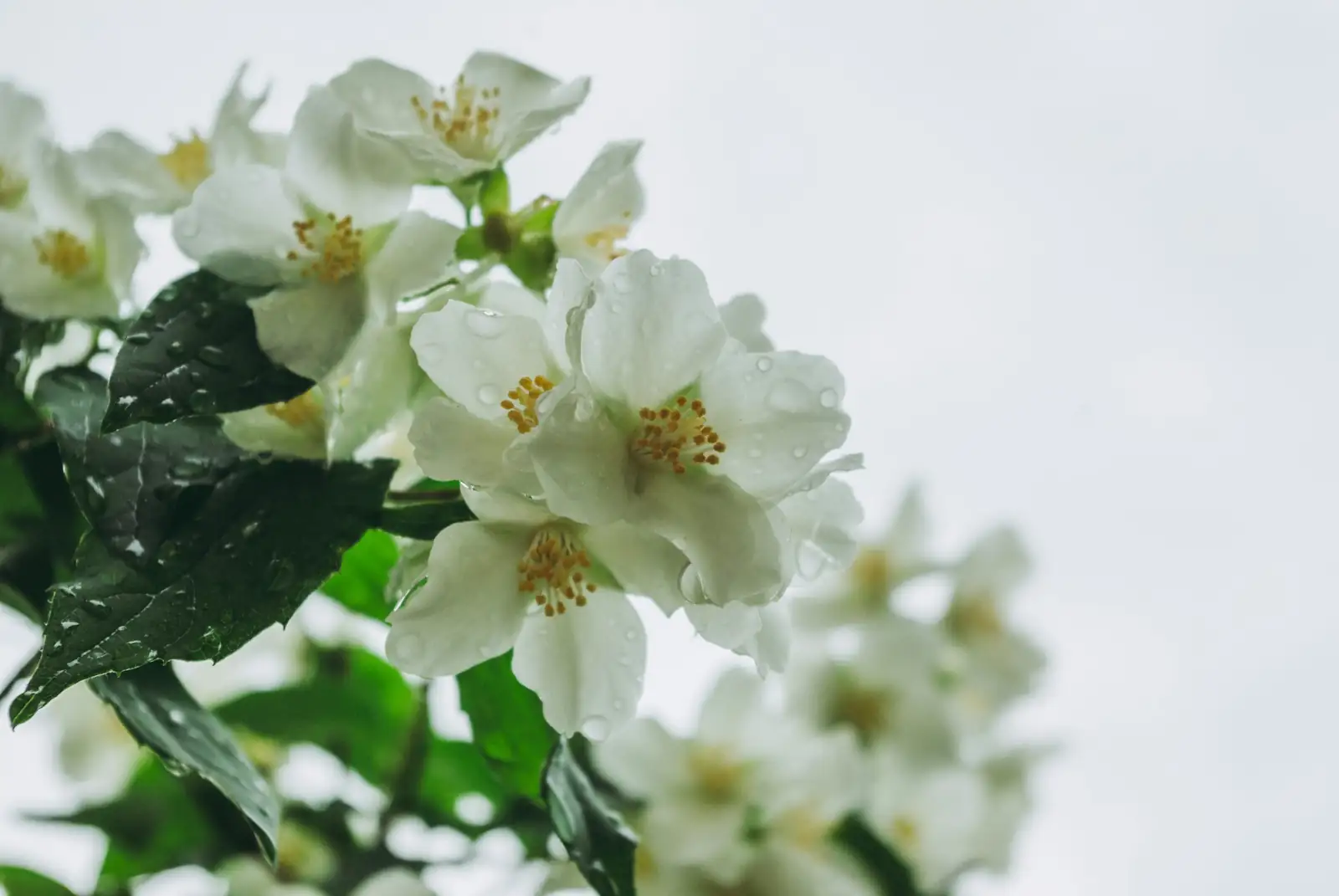 jasmine pruning after bloom