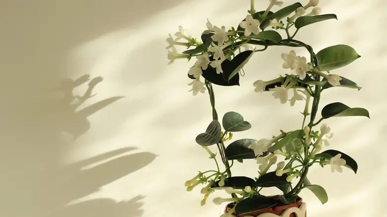 jasmine under LED grow light