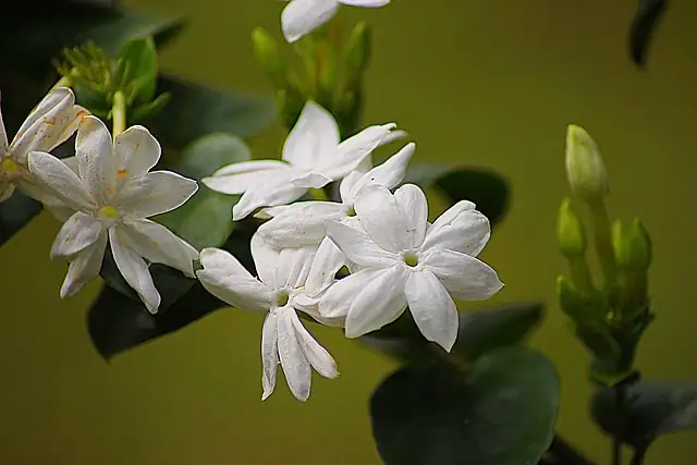 jasmine trellis long planter basil mint