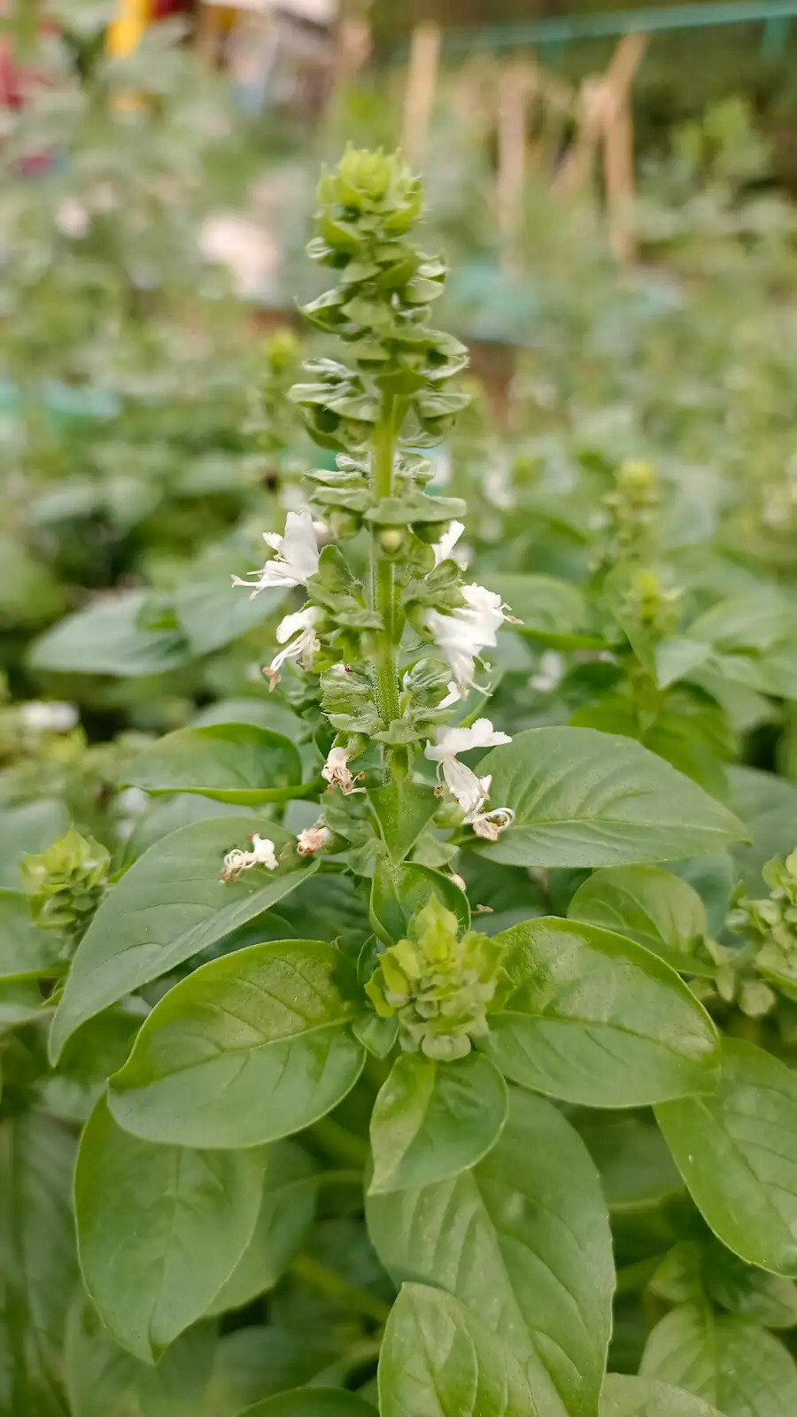 jasmine patio pot group basil