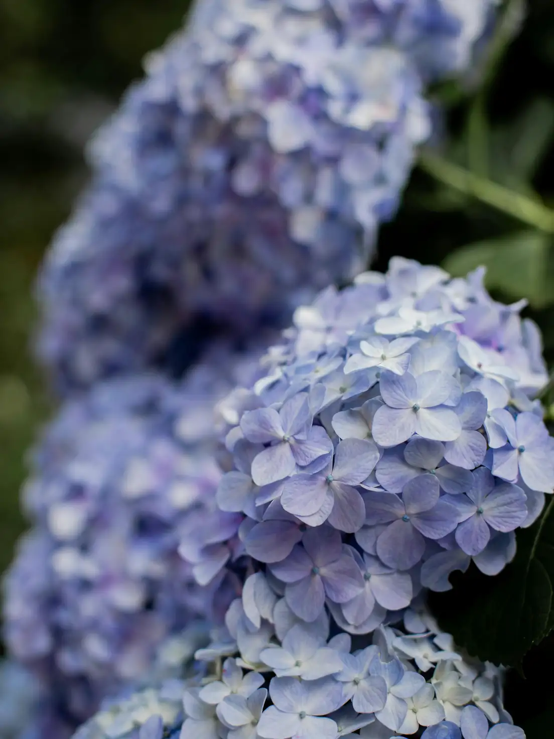 hydrangea blue and pink flowers