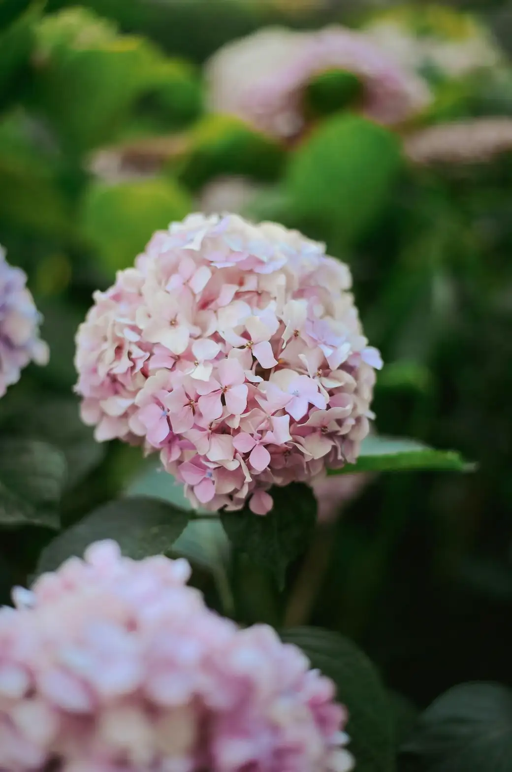 hydrangea watering draining saucer