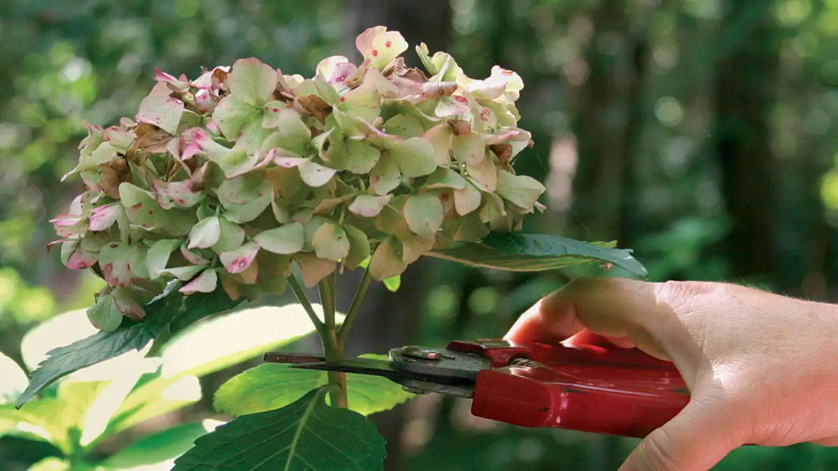 hydrangea pruning after flowering