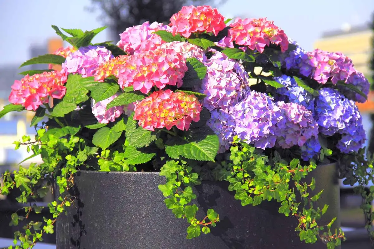 hydrangea blue and pink pots
