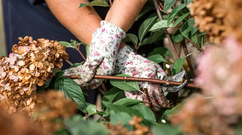 hydrangea pruning after flowering