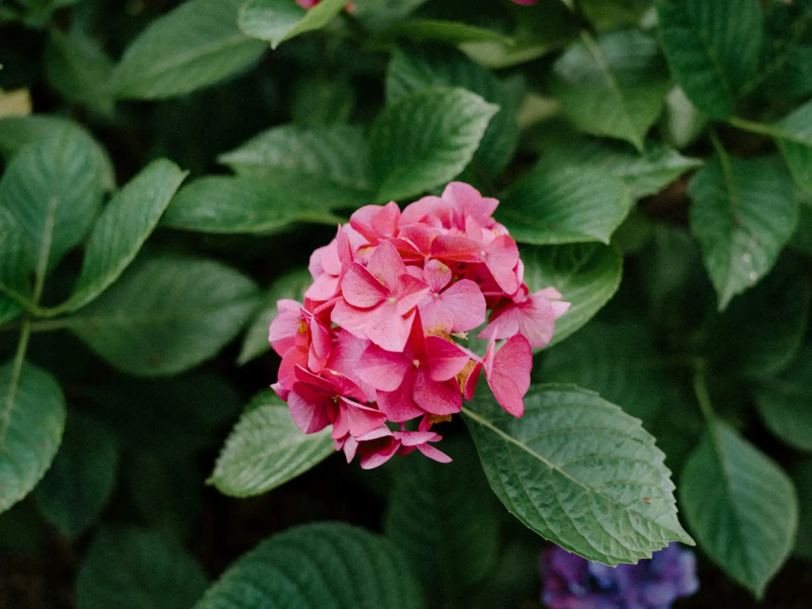 hydrangea iron deficiency leaf close-up