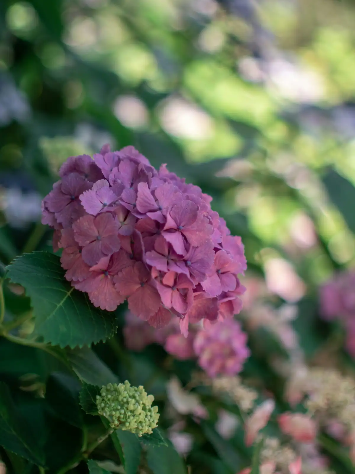 hydrangea powdery mildew leaf close-up