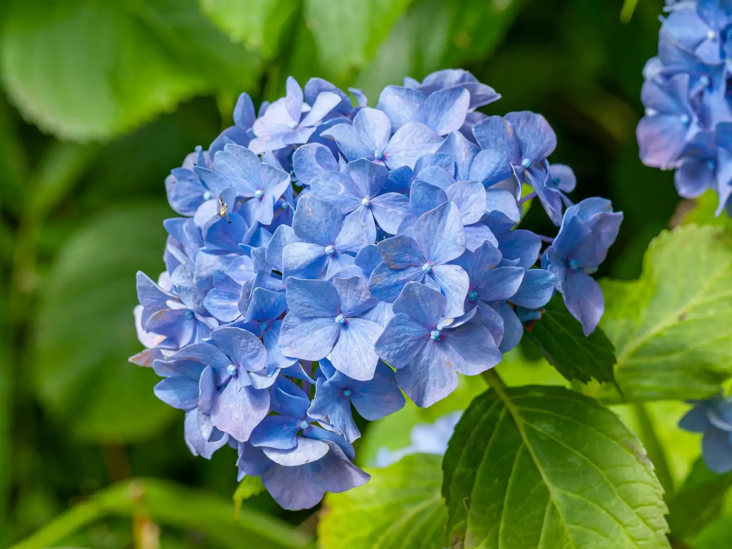 lacecap hydrangea flower close-up