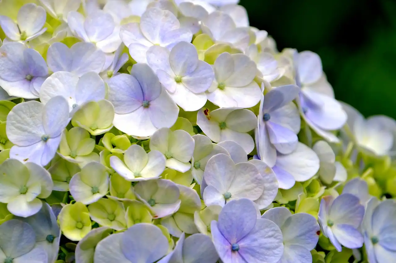 mophead hydrangea full bloom