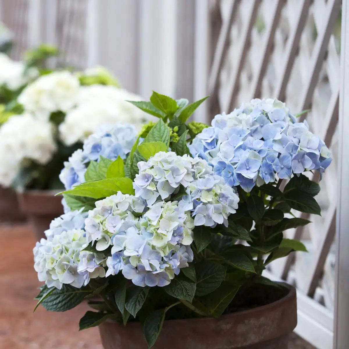hydrangea balcony container pot