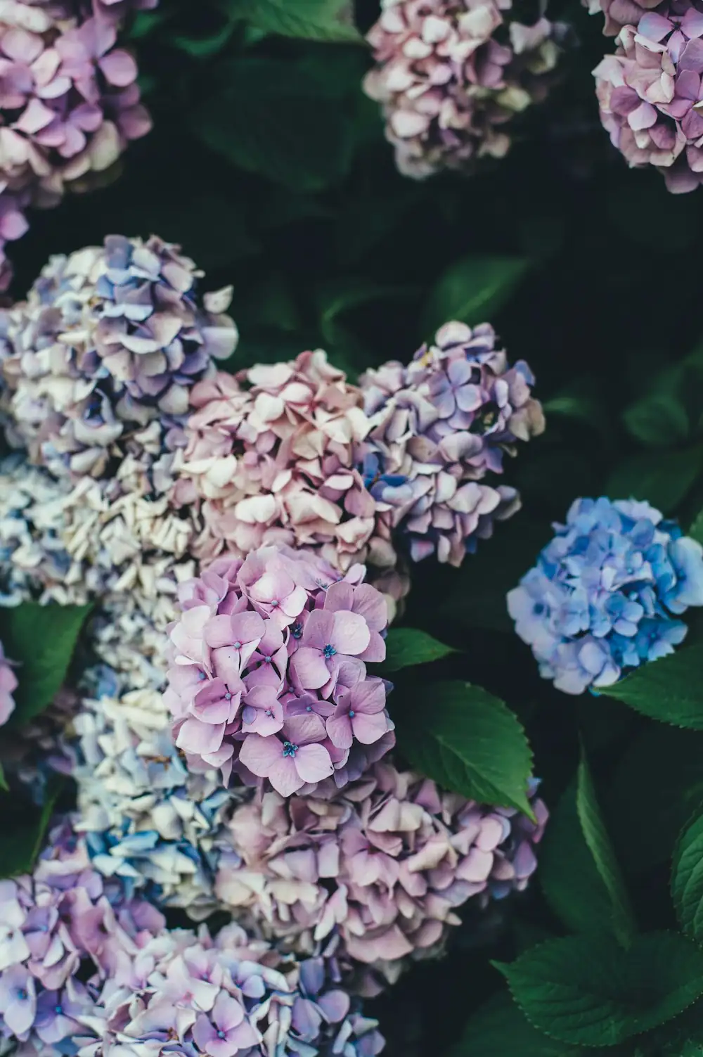 hydrangea blue pink side by side