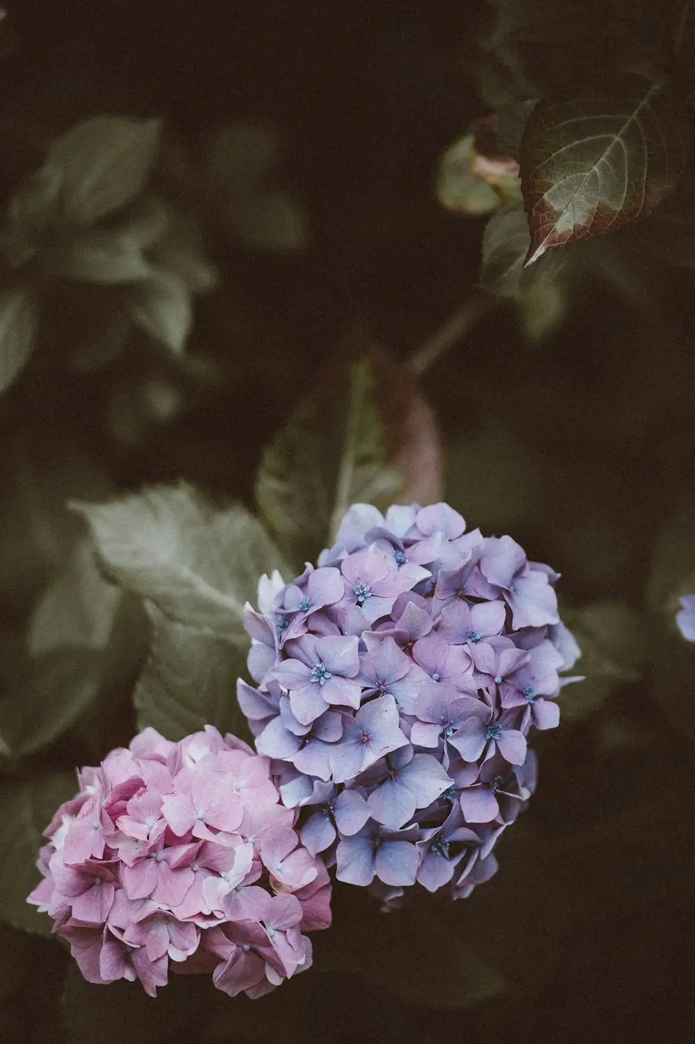 hydrangea blue pink comparison