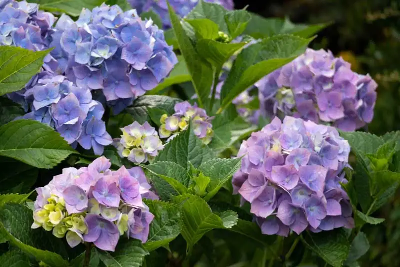 一根枝条变一片花海：绣球扦插/压条/分株全流程与失败复盘