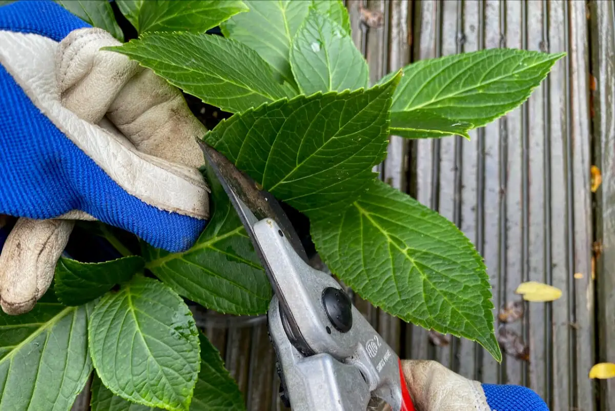 hydrangea semi hardwood cutting leaf trimming