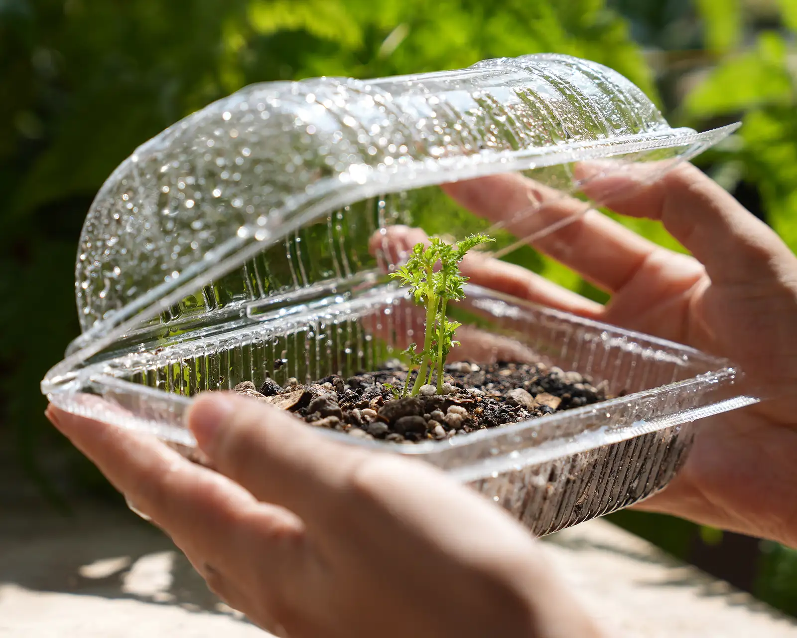hydrangea cuttings humidity dome